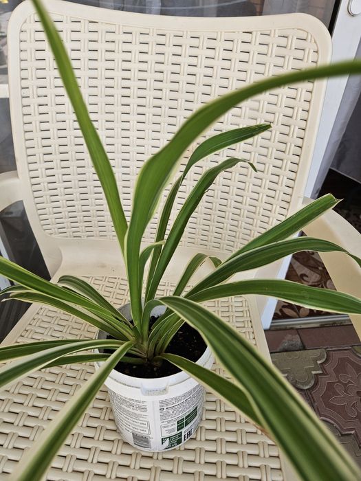 Цветы хлорофитум