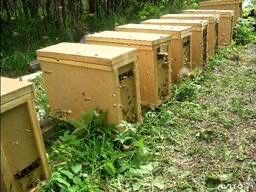 Пчелы пчелопокеты отводки