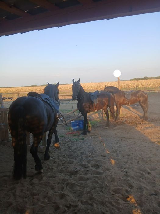 armasar  si iepe frizian / friesian