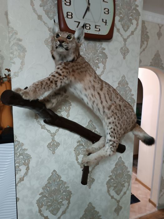 Продам чучела зверей