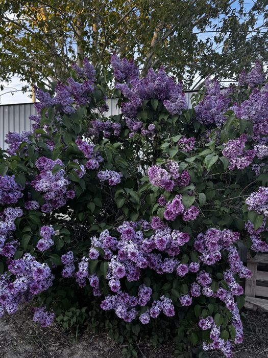 ветка сирени 400 тг