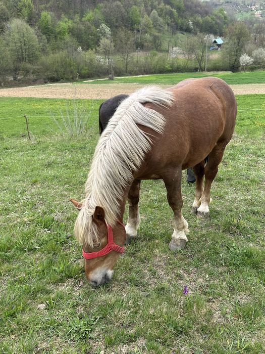 Vand manza de un an frumoasă