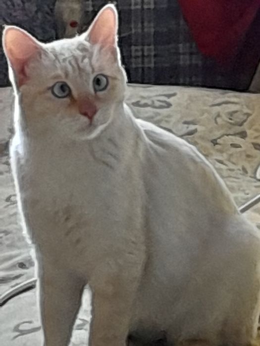 Котик потеряшка нашли