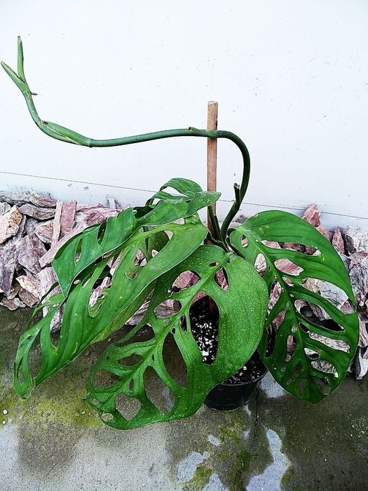 Продается Монстера Эксклето