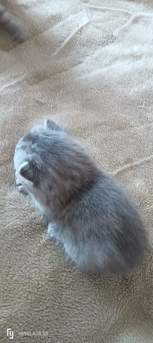 Продам котят шотландских