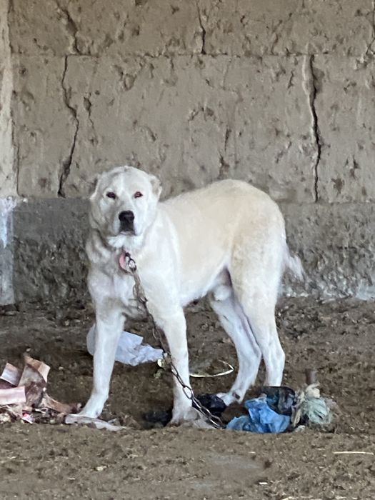 Srochna sotiladi yaxshi zotdor it hali yosh yaxshi boqilgan zòr it