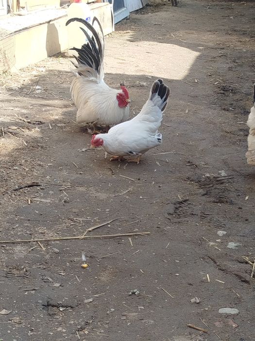 Шабо продам 1+2 несутся