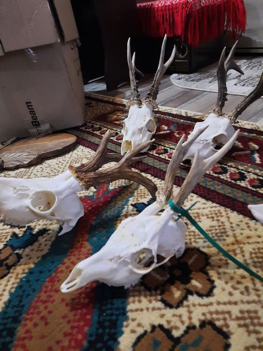 Trofee cerb/caprioare