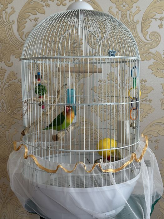 Продам зеленого попугая неразлучник