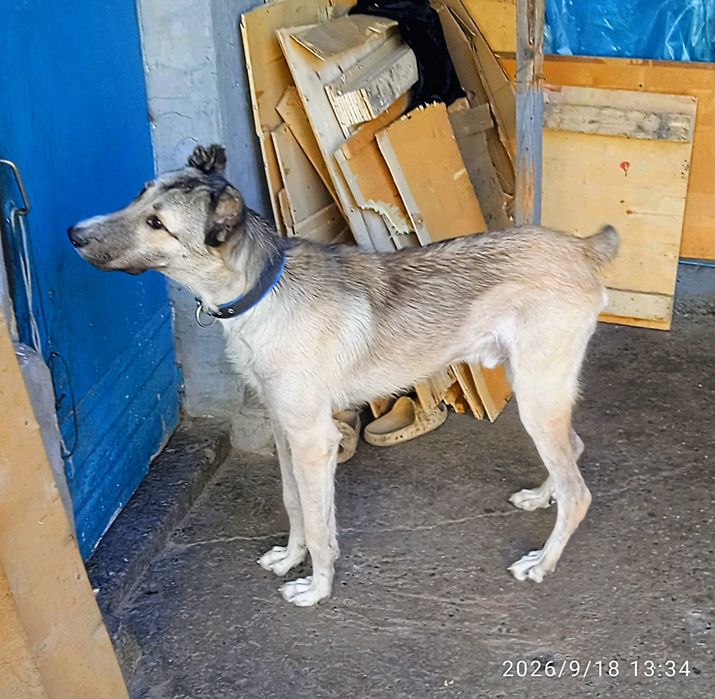 Продам Алабая 11 месяцев