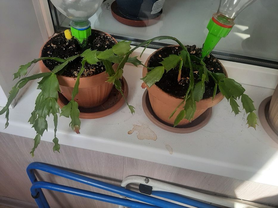 Красавицы декабристки