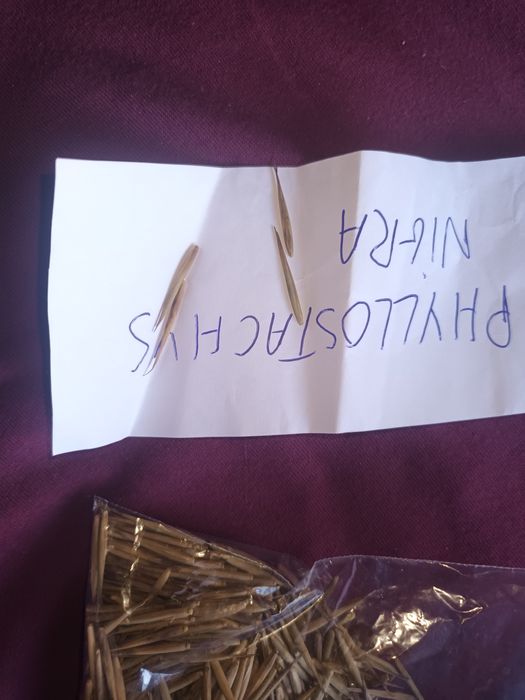 Seminte bambus moso, pui de palmieri, ligustrum aureum