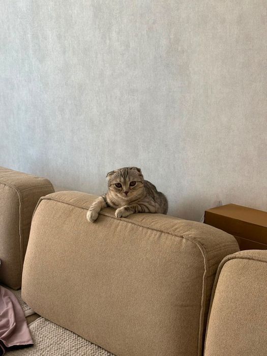 Котенок вислоухий шотландец