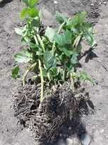 Producator Butasi MUR Stoloni capsuni remontant, Smochin agris alb
