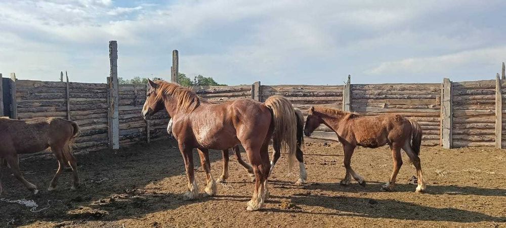 Тяжеловоз тай сатамын