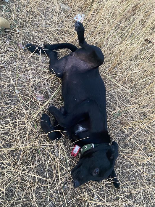 Щенки трёх месяцев ищут дом