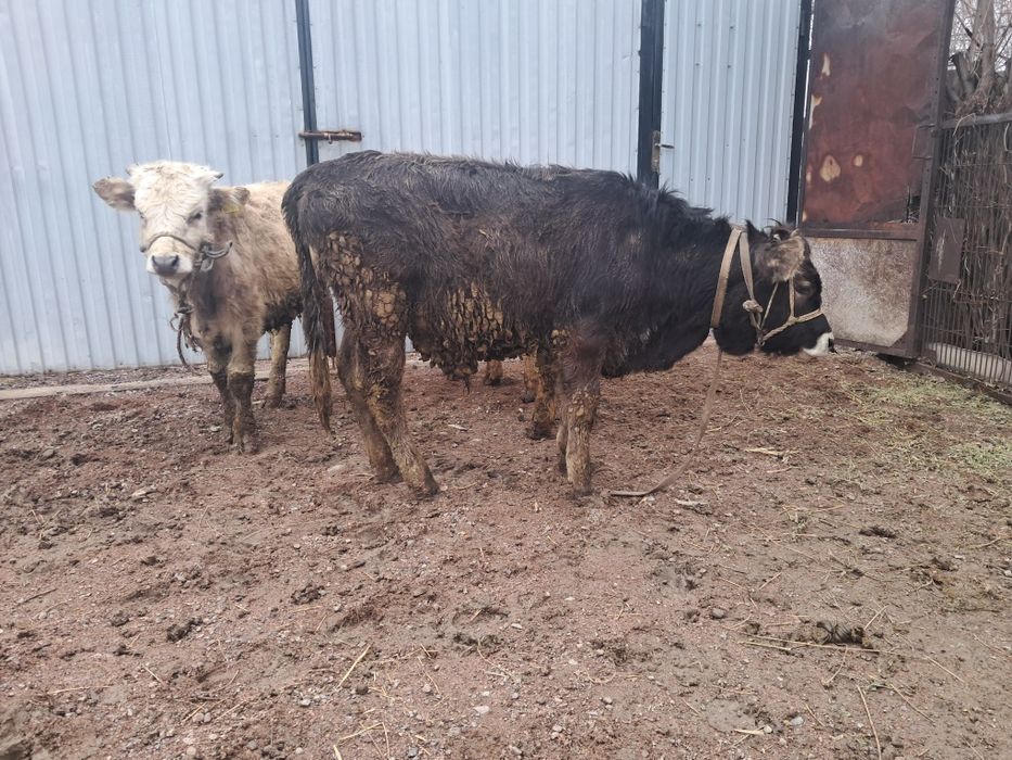 Алатау герефорд хабарлас