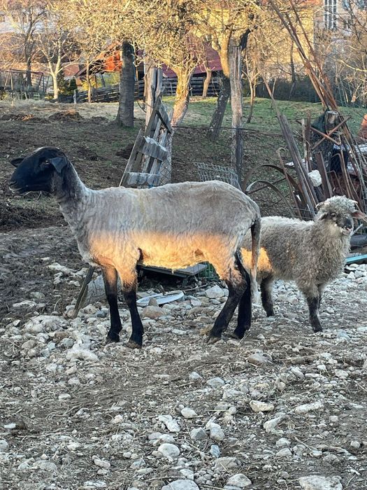 Oaie cărăbașă cu miel