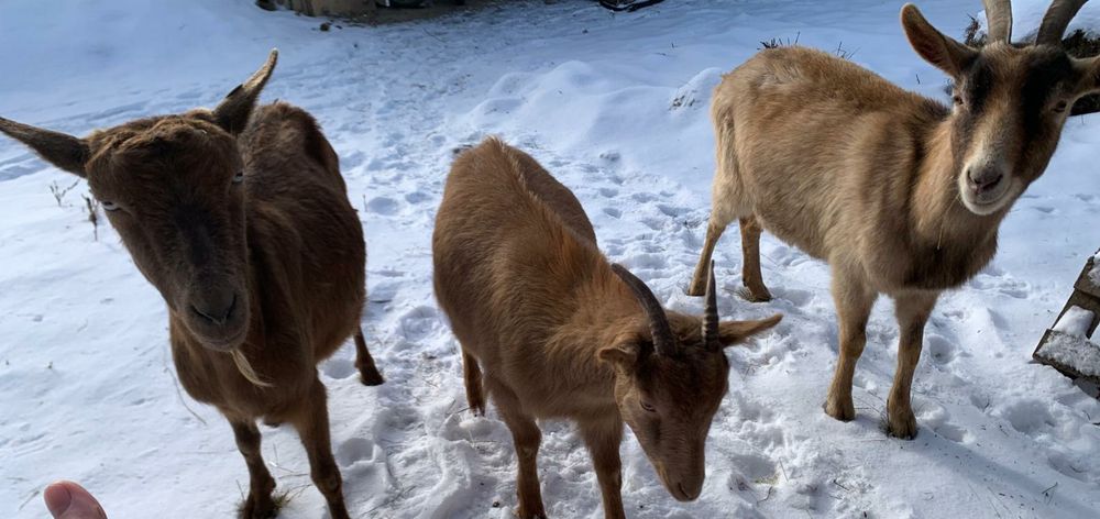 Vând capre frumoase!