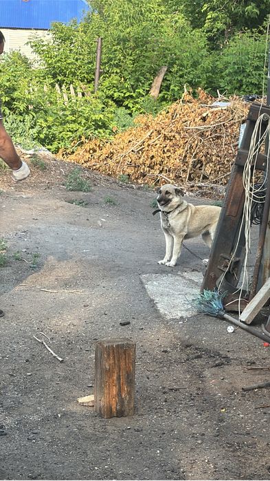 Отдам в хорошие руки две собаки очень хорошие