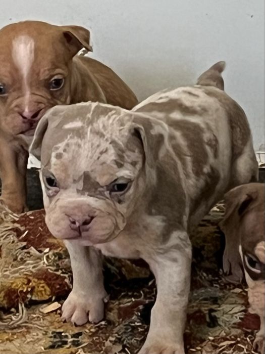 Щенки американский булли