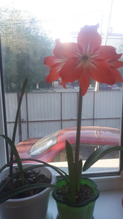 Продам цветы гипиаструм