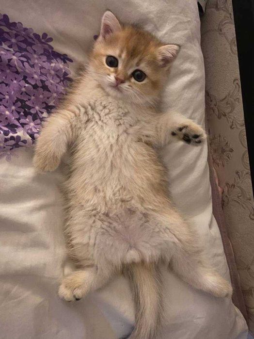 продаются котята британские