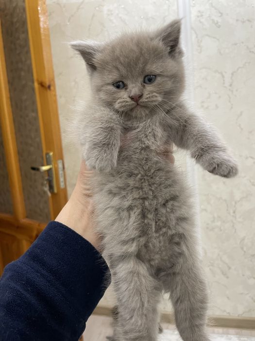 Породистый котенок на продажу