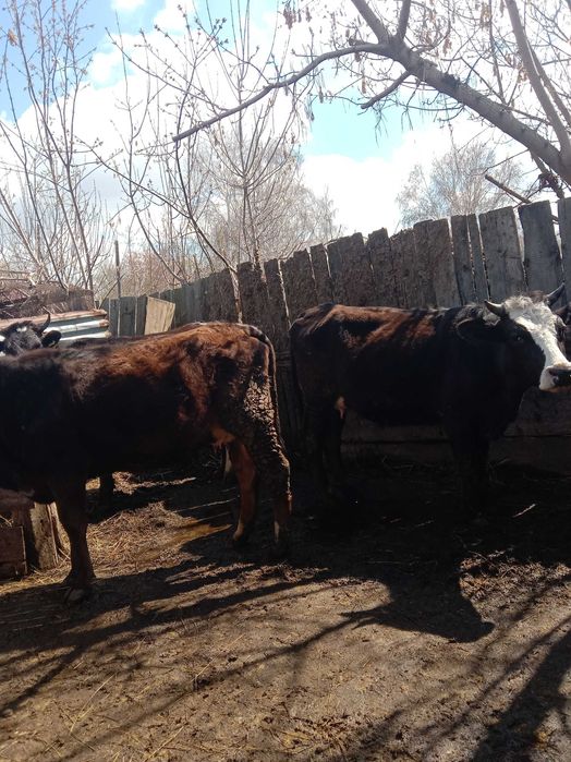 Продам первотелок.. 3 головы