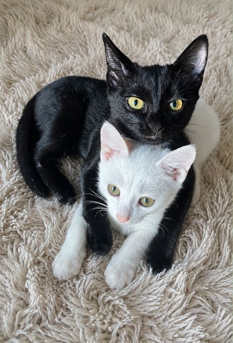 Отдам котенка срочно