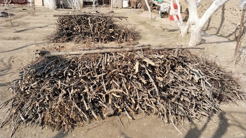 Тандир Боп отинлар