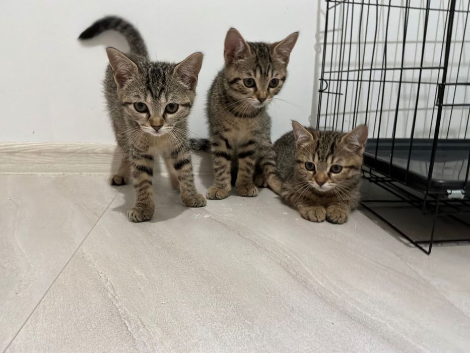 3 Малки Котенца За Даване