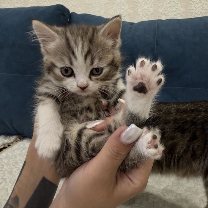 Шотландские котята