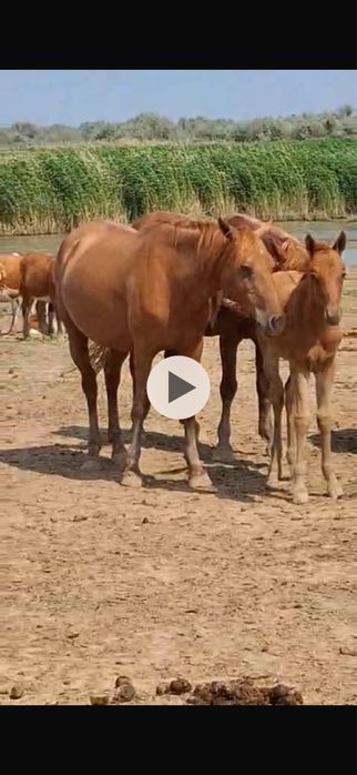 Құлынды Бие, бие с құлынам