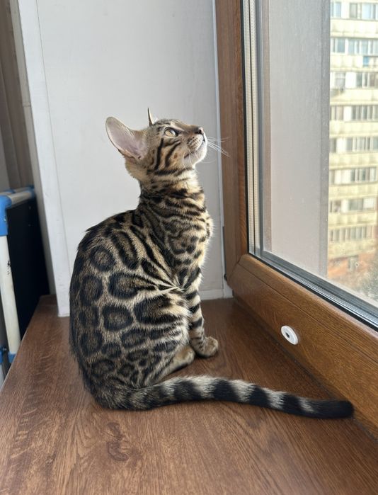 Продам кошку Бенгал.