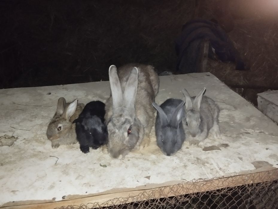 Ona bola quyonlar sotiladi