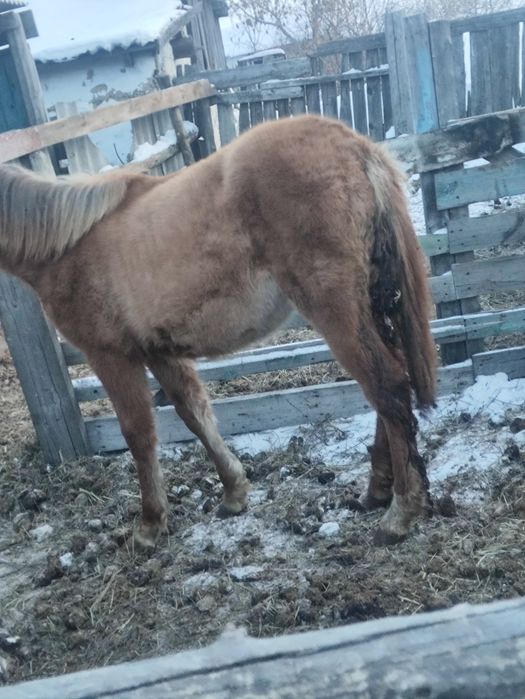 Продам кобылку писать на ватсап