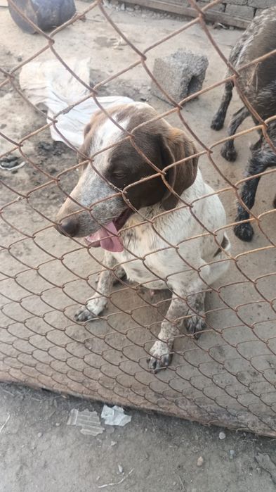 Шенок Курцхар кабель