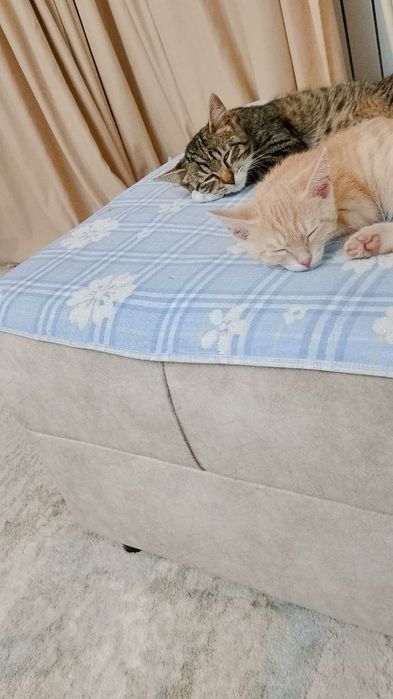 Кот  и котёнок  рыжий
