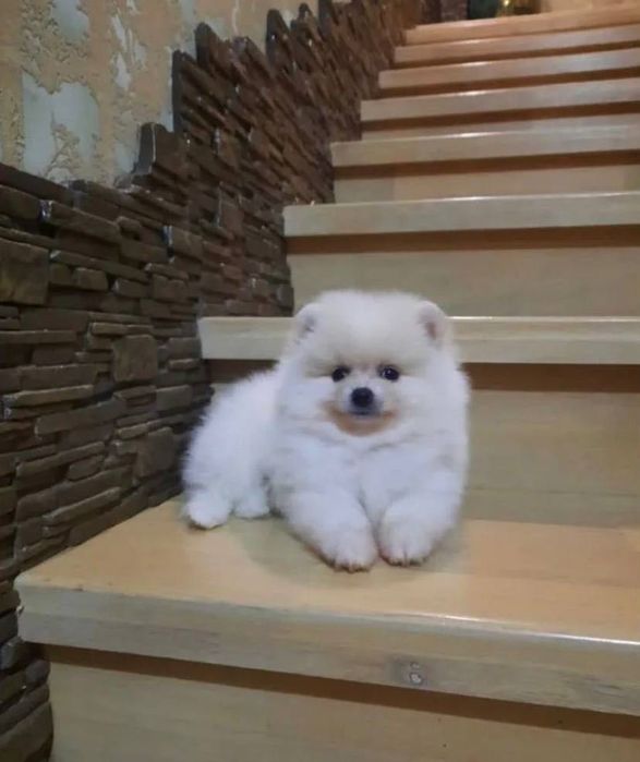 Шпиц мальчик, померанец помесь с немецким шпицем