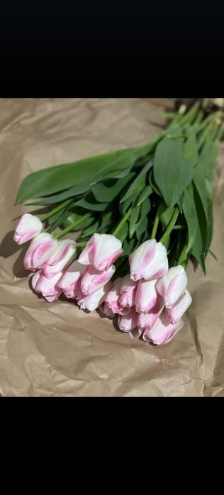 Тюльпаны голландские оптом с теплицы