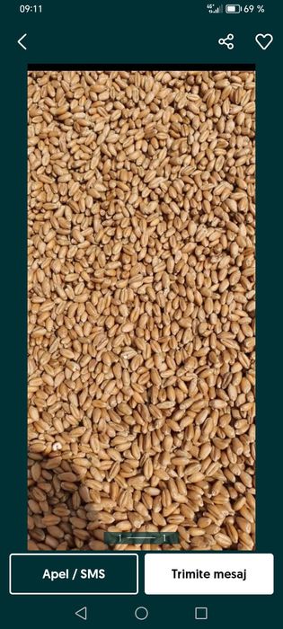 Grâu de panificație