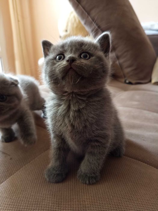 Шотландски Котенца