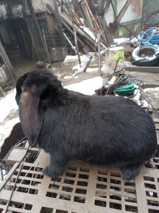 Vând iepuri berbec german