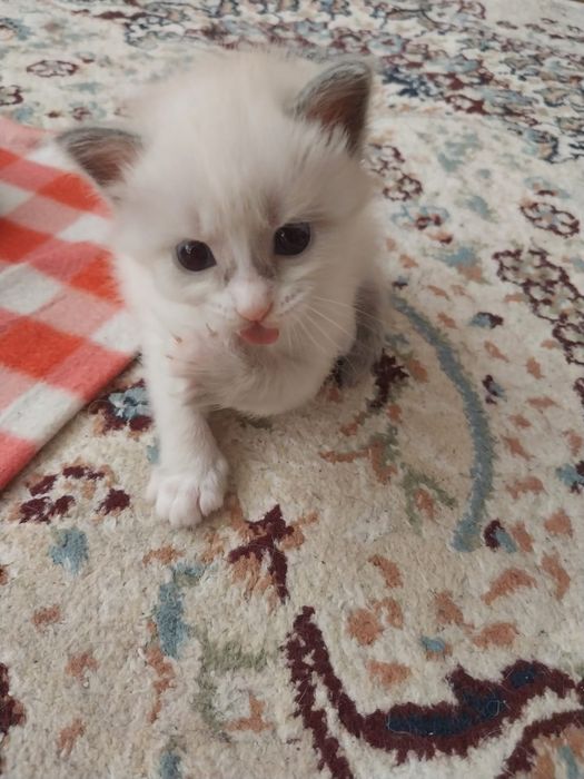 Котёнка Отдам даром