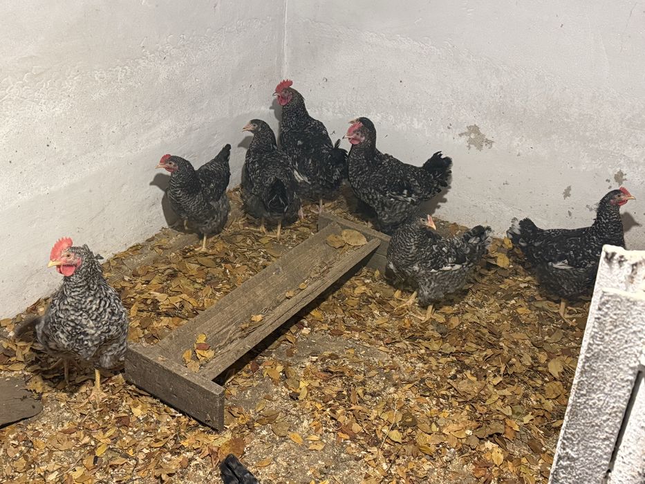 Продам петушков