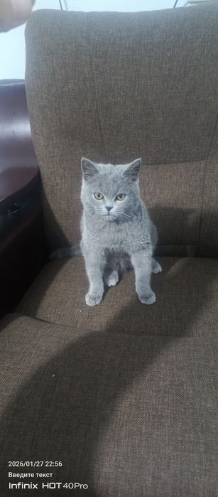 Mushuk Scottish fold