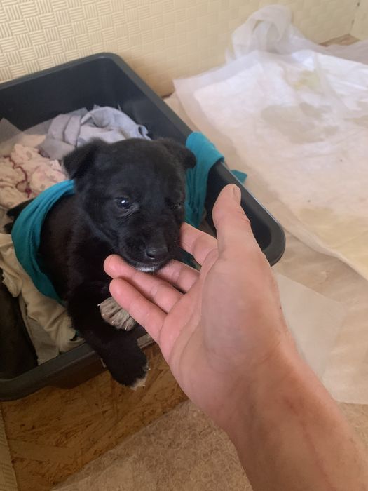 Отдам щенка подкидыша