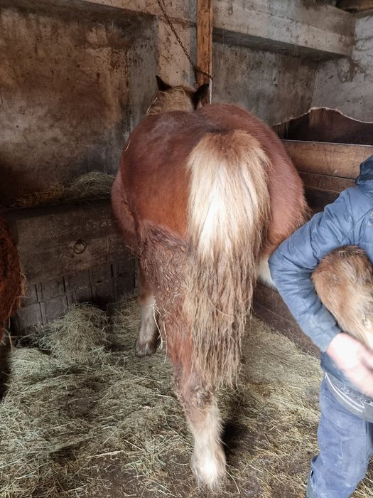 Vând o minza mondiala de 8 luni