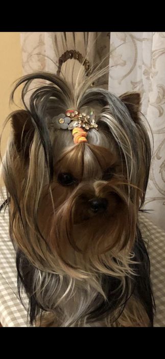 Щенок Йоркского терьера